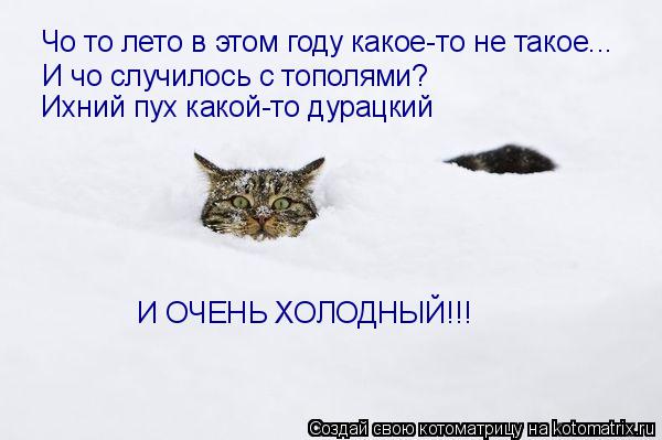 Котоматрица: Чо то лето в этом году какое-то не такое... И чо случилось с тополями? Ихний пух какой-то дурацкий И ОЧЕНЬ ХОЛОДНЫЙ!!!