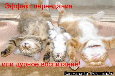 Котоматрица: Эффект переедания или дурное воспитание!