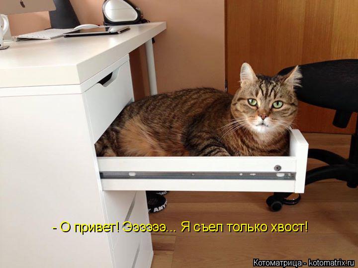 Котоматрица: - О привет! Ээээээ... Я съел только хвост!