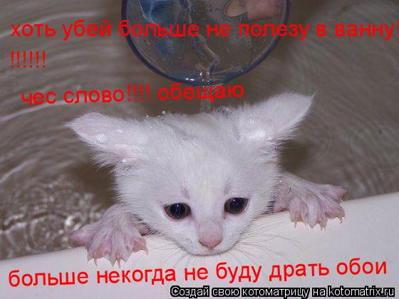 Котоматрица: хоть убей больше не полезу в ванну!!!!!!!! !!!!!! чес слово!!!! обещаю больше некогда не буду драть обои