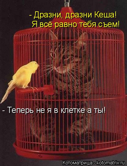 - Теперь не я в клетке а ты! - Дразни, дразни Кеша! Я всё равно тебя съем!... Котоматрица: - Теперь не я в клетке а ты! - Дразни, дразни Кеша! Я всё равно тебя съем!