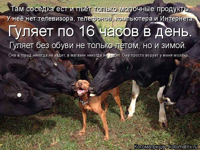 Котоматрица: Там соседка ест и пьёт только молочные продукты. У неё нет телевизора, телефонов, компьютера и Интернета. Гуляет по 16 часов в день. Гуляет бе