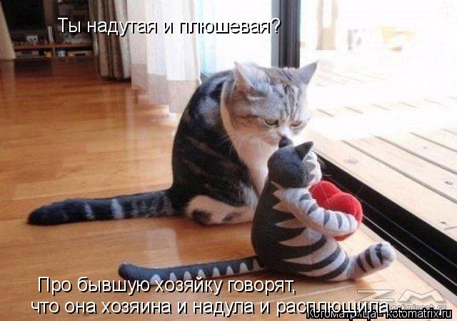 Котоматрица: Ты надутая и плюшевая? Про бывшую хозяйку говорят, что она хозяина и надула и расплющила...