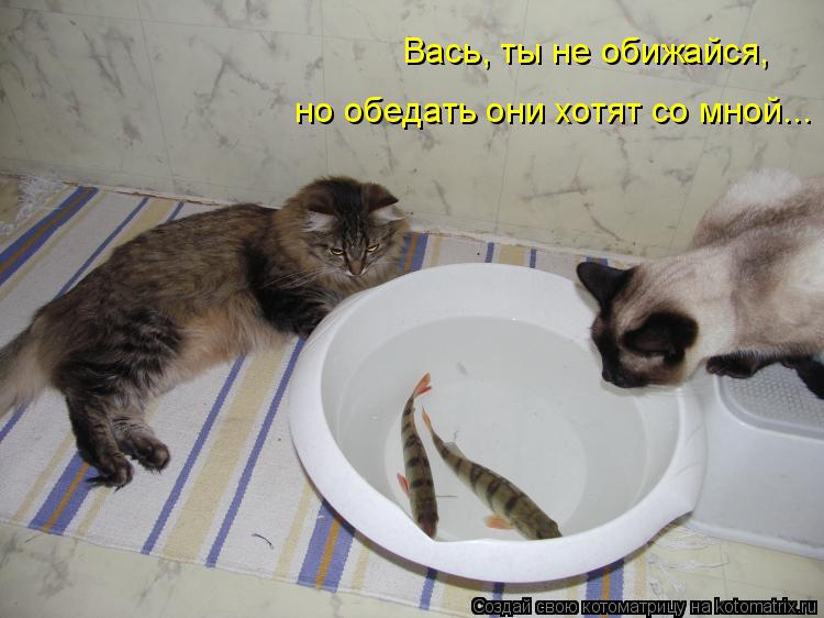 Котоматрица: Вась, ты не обижайся,   но обедать они хотят со мной...