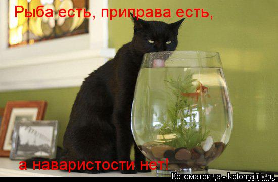 Рыба есть, приправа есть, а наваристости нет!... Котоматрица: Рыба есть, приправа есть, а наваристости нет!