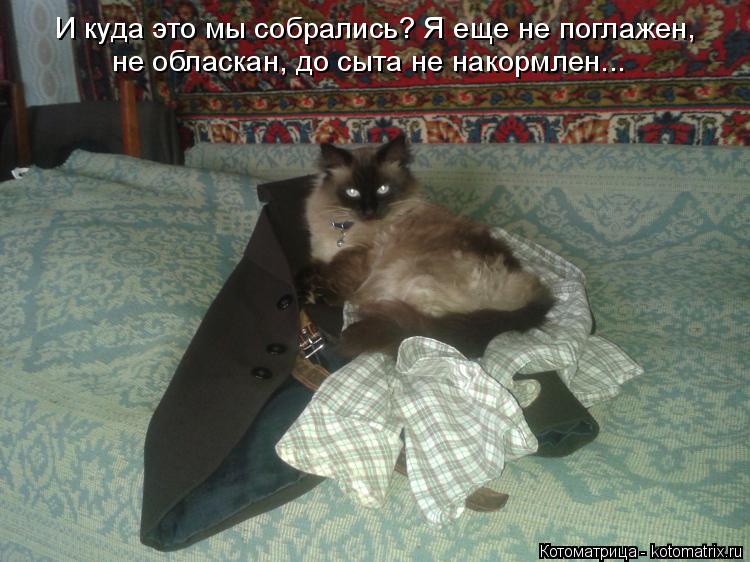 И куда это мы собрались? Я еще не поглажен, не обласкан, до сыта не накормлен...... Котоматрица: И куда это мы собрались? Я еще не поглажен, не обласкан, до сыта не накормлен...