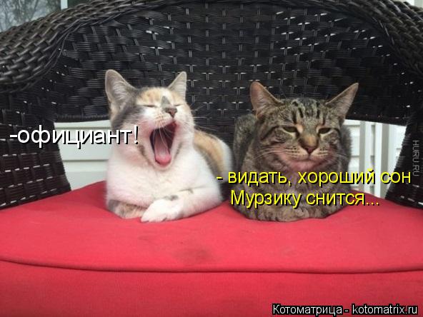 Котоматрица: -официант! - видать, хороший сон  Мурзику снится...