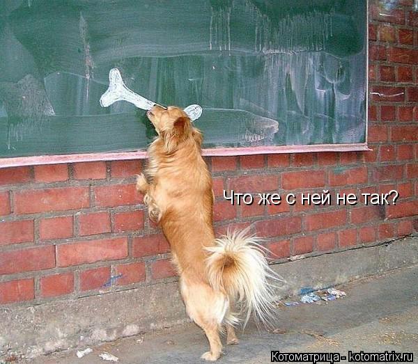 Котоматрица: Что же с ней не так?