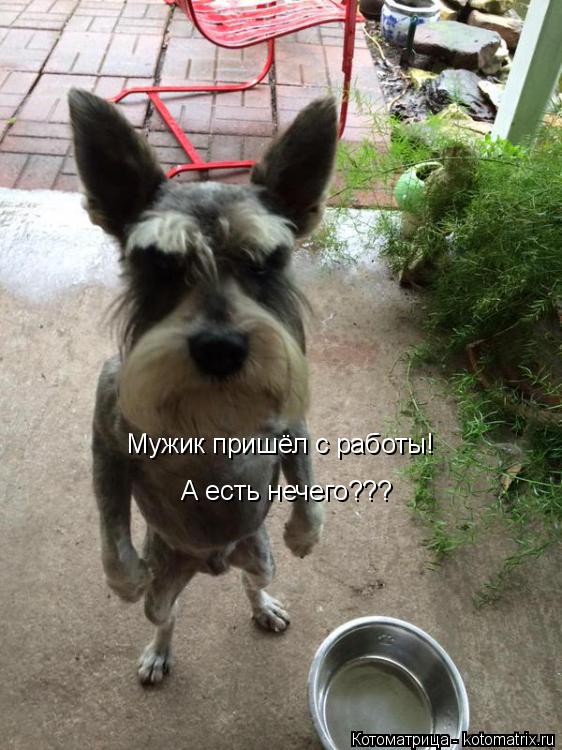 Котоматрица: Мужик пришёл с работы! А есть нечего???