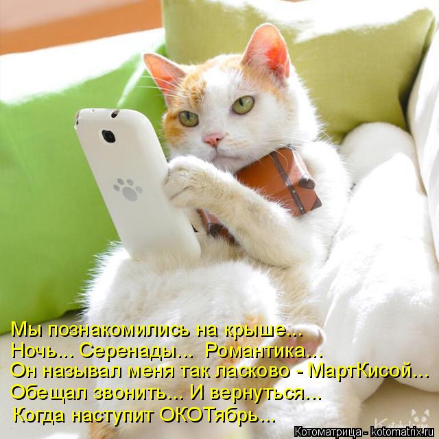 Котоматрица: Мы познакомились на крыше... Ночь... Серенады...  Романтика... Он называл меня так ласково - МартКисой... Обещал звонить... И вернуться... Когда нас