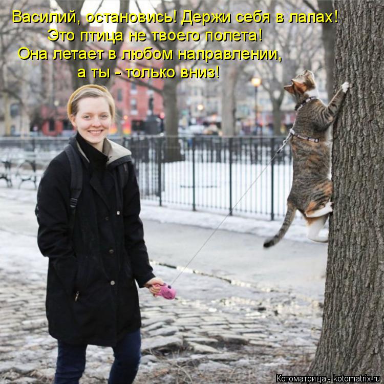 Котоматрица: Василий, остановись! Держи себя в лапах! Это птица не твоего полета! Она летает в любом направлении, а ты - только вниз!