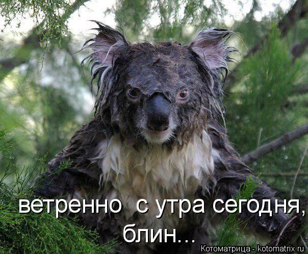 Котоматрица: ветренно  с утра сегодня, блин... блин...