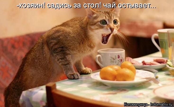 Котоматрица: -хозяин! садись за стол! чай остывает...