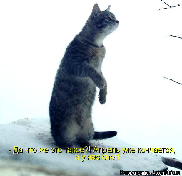 Котоматрица: - Да что же это такое?! Апрель уже кончается,   а у нас снег!