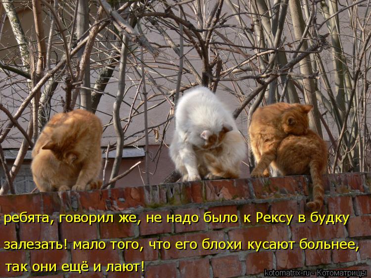Котоматрица: так они ещё и лают! залезать! мало того, что его блохи кусают больнее, ребята, говорил же, не надо было к Рексу в будку