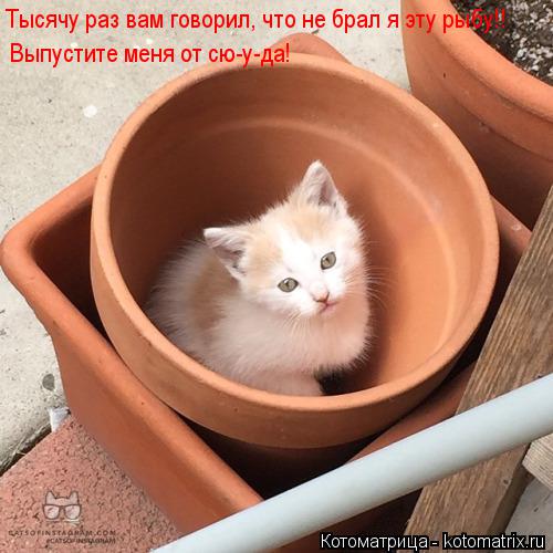 Котоматрица: Тысячу раз вам говорил, что не брал я эту рыбу!! Выпустите меня от сю-у-да!