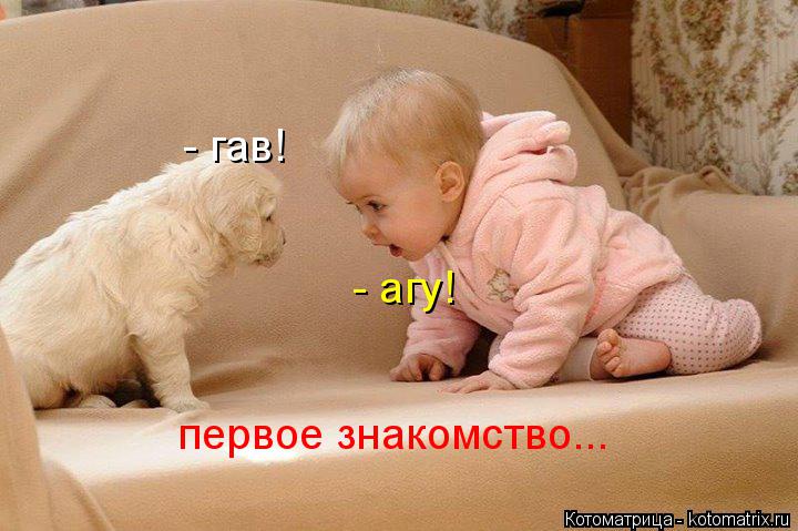 Котоматрица: - гав! - агу! первое знакомство...