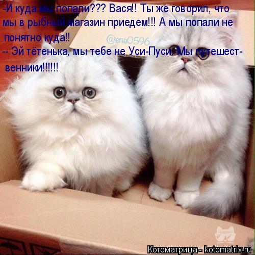Котоматрица: -И куда мы попали??? Вася!! Ты же говорил, что мы в рыбный магазин приедем!!! А мы попали не понятно куда!! -- Эй тётенька, мы тебе не Уси-Пуси. Мы пу