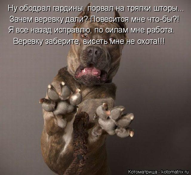 Котоматрица: Ну ободрал гардины, порвал на тряпки шторы... Зачем веревку дали? Повесится мне что-бы?! Я все назад исправлю, по силам мне работа. Веревку заб