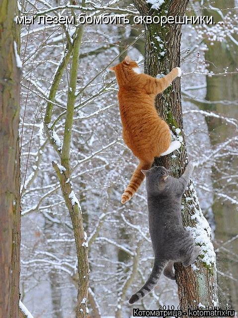 Котоматрица: мы лезем бомбить скворешники...