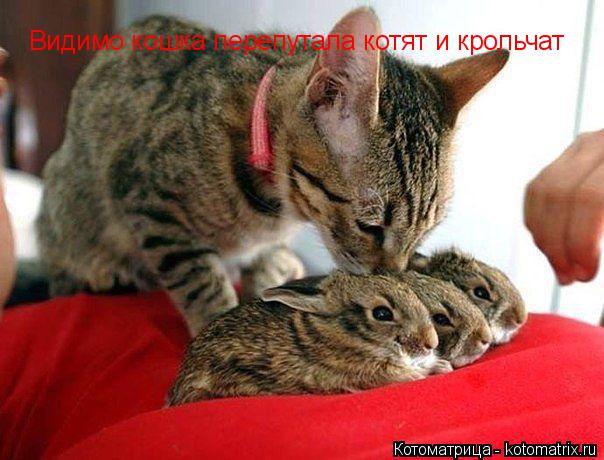 Котоматрица: Видимо кошка перепутала котят и крольчат