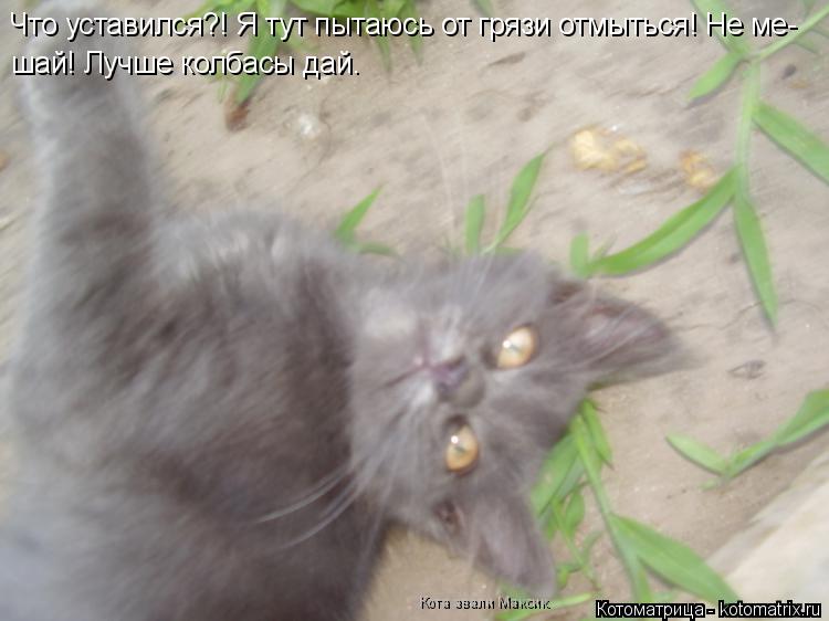 Котоматрица: Что уставился?! Я тут пытаюсь от грязи отмыться! Не ме- шай! Лучше колбасы дай.  Кота звали Максик.