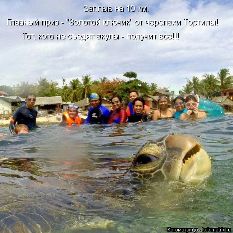 Котоматрица: Заплыв на 10 км. Главный приз - "Золотой ключик" от черепахи Тортилы! Тот, кого не съедят акулы - получит все!!!
