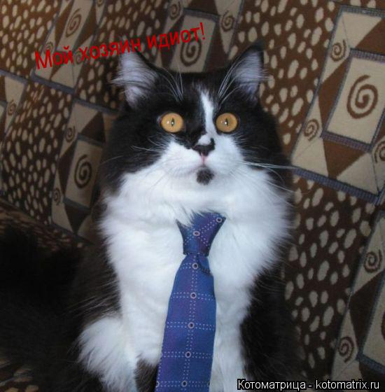 Котоматрица: Мой хозяин идиот!