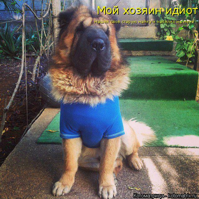 Котоматрица: Мой хозяин идиот Нашёл своё старую майку и напялил на меня
