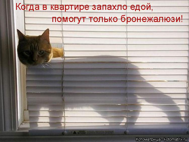 Котоматрица: Когда в квартире запахло едой,  помогут только бронежалюзи!