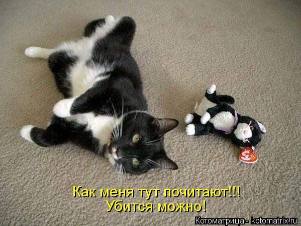 Котоматрица: Как меня тут почитают!!! Убится можно!