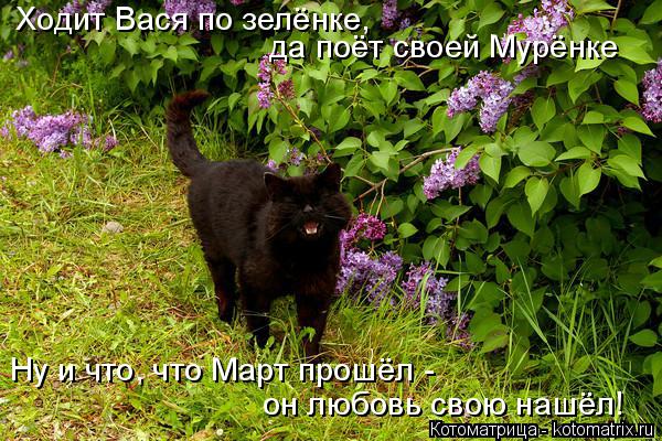 Котоматрица: Ходит Вася по зелёнке,   да поёт своей Мурёнке Ну и что, что Март прошёл -  он любовь свою нашёл!