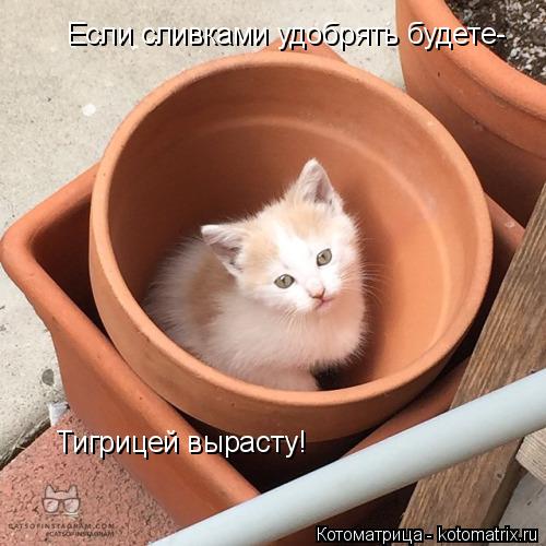 Если сливками удобрять будете- Тигрицей вырасту!... Котоматрица: Если сливками удобрять будете- Тигрицей вырасту!