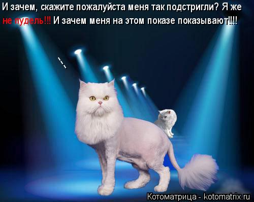 Котоматрица: --- И зачем, скажите пожалуйста меня так подстригли? Я же  не пудель!!! И зачем меня на этом показе показывают!!!!