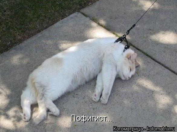 Котоматрица: Пофигист...
