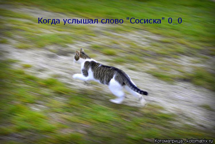 Котоматрица: Когда услышал слово "Сосиска" 0_0