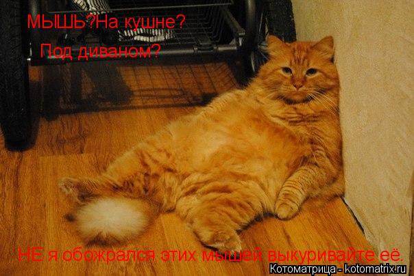 Котоматрица: МЫШЬ?На кушне? Под диваном? НЕ я обожрался этих мышей выкуривайте её.