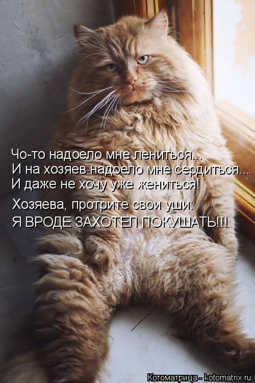 Котоматрица: Чо-то надоело мне лениться... И на хозяев надоело мне сердиться... И даже не хочу уже жениться! Хозяева, протрите свои уши: Я ВРОДЕ ЗАХОТЕЛ ПОКУ