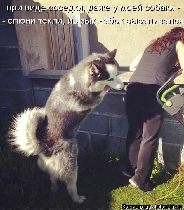 Котоматрица: при виде соседки, даже у моей собаки - - слюни текли, и язык набок вываливался...