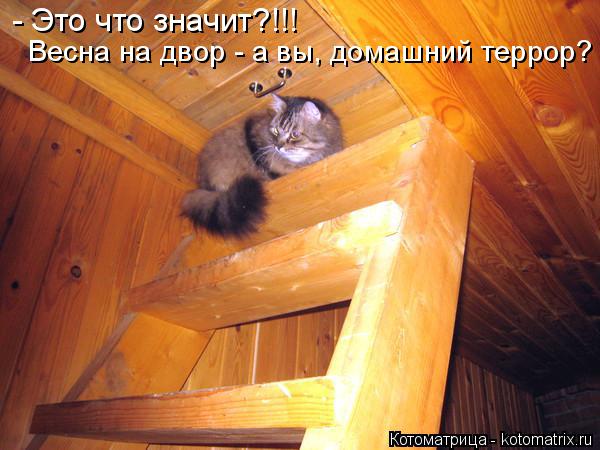 Котоматрица: - Это что значит?!!! Весна на двор - а вы, домашний террор?