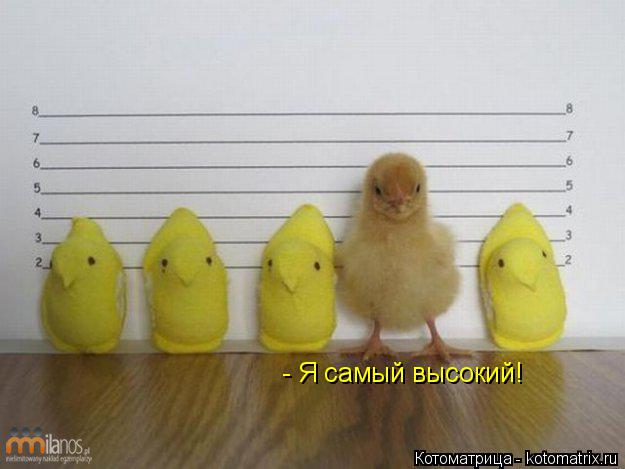 Котоматрица: - Я самый высокий!