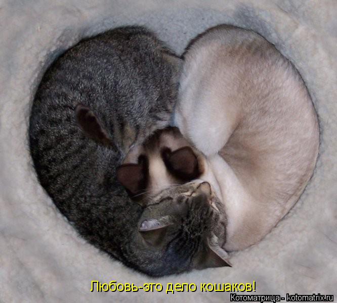 Котоматрица: Любовь-это дело кошаков!