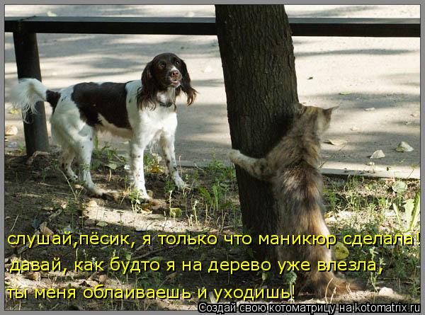 Котоматрица: слушай,пёсик, я только что маникюр сделала! давай, как будто я на дерево уже влезла,  ты меня облаиваешь и уходишь!
