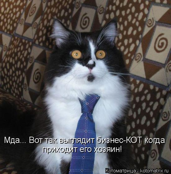 Котоматрица: Мда... Вот так выглядит бизнес-КОТ когда  приходит его хозяин!