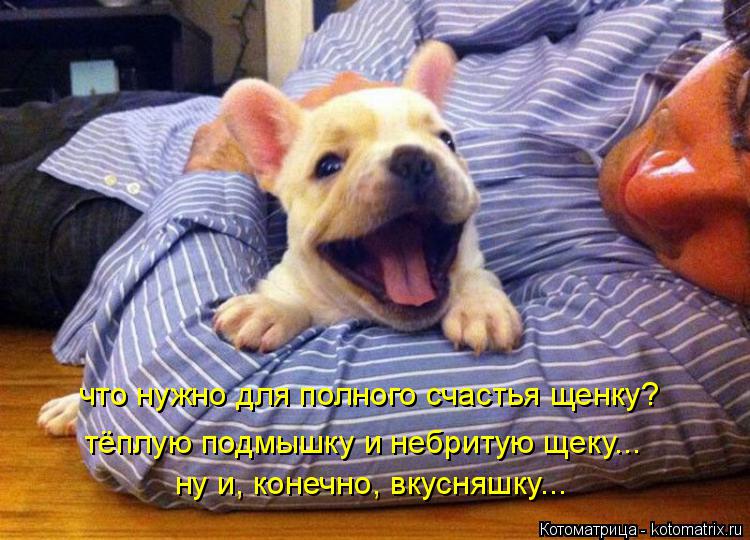 Котоматрица: что нужно для полного счастья щенку? тёплую подмышку и небритую щеку... ну и, конечно, вкусняшку...