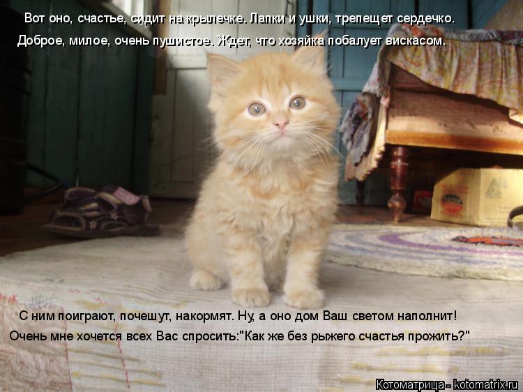 Котоматрица: Вот оно, счастье, сидит на крылечке. Лапки и ушки, трепещет сердечко. Доброе, милое, очень пушистое. Ждет, что хозяйка побалует вискасом. С ним