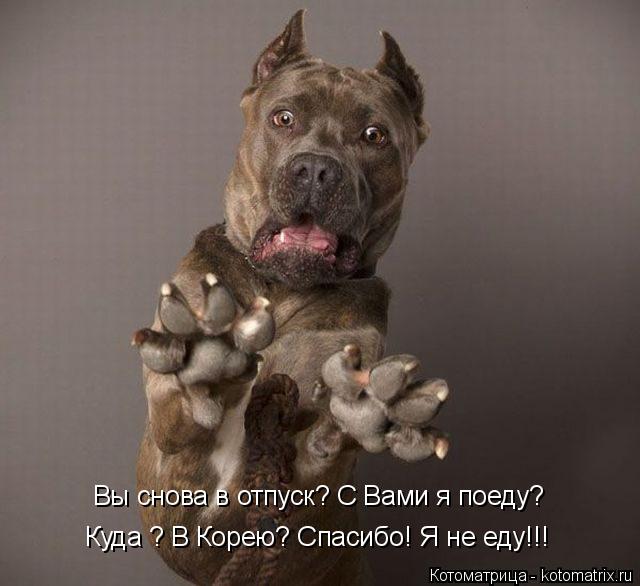 Котоматрица: Вы снова в отпуск? С Вами я поеду? Куда ? В Корею? Спасибо! Я не еду!!!