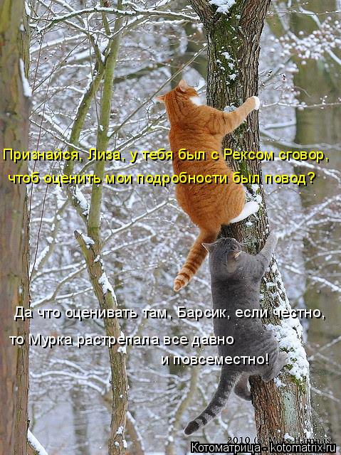 Котоматрица: Признайся, Лиза, у тебя был с Рексом сговор, чтоб оценить мои подробности был повод? Да что оценивать там, Барсик, если честно, то Мурка растр