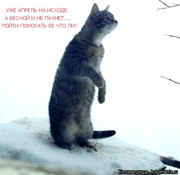 Котоматрица: УЖЕ АПРЕЛЬ НА ИСХОДЕ А ВЕСНОЙ И НЕ ПАХНЕТ.... ПОЙТИ ПОИСКАТЬ ЕЕ ЧТО ЛИ?