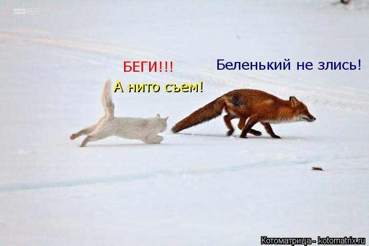 Котоматрица: БЕГИ!!! А нито съем! Беленький не злись!